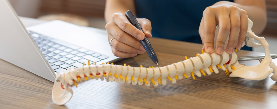 Modell einer Wirbelsäule Modell einer Wirbelsäule